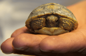 TOP 10 Best Pet Tortoise Breeds for first time owners Thumbnail