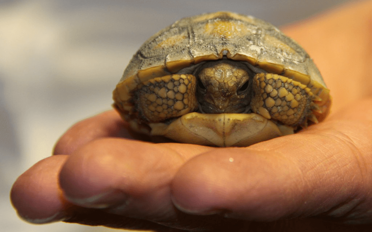 TOP 10 Best Pet Tortoise Breeds For First Time Owners - Known Pets