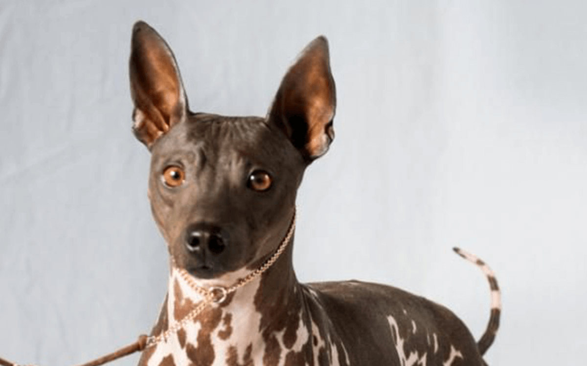 Abyssinian Sand Terrier - TOP 10 Best Hairless Dog Breeds