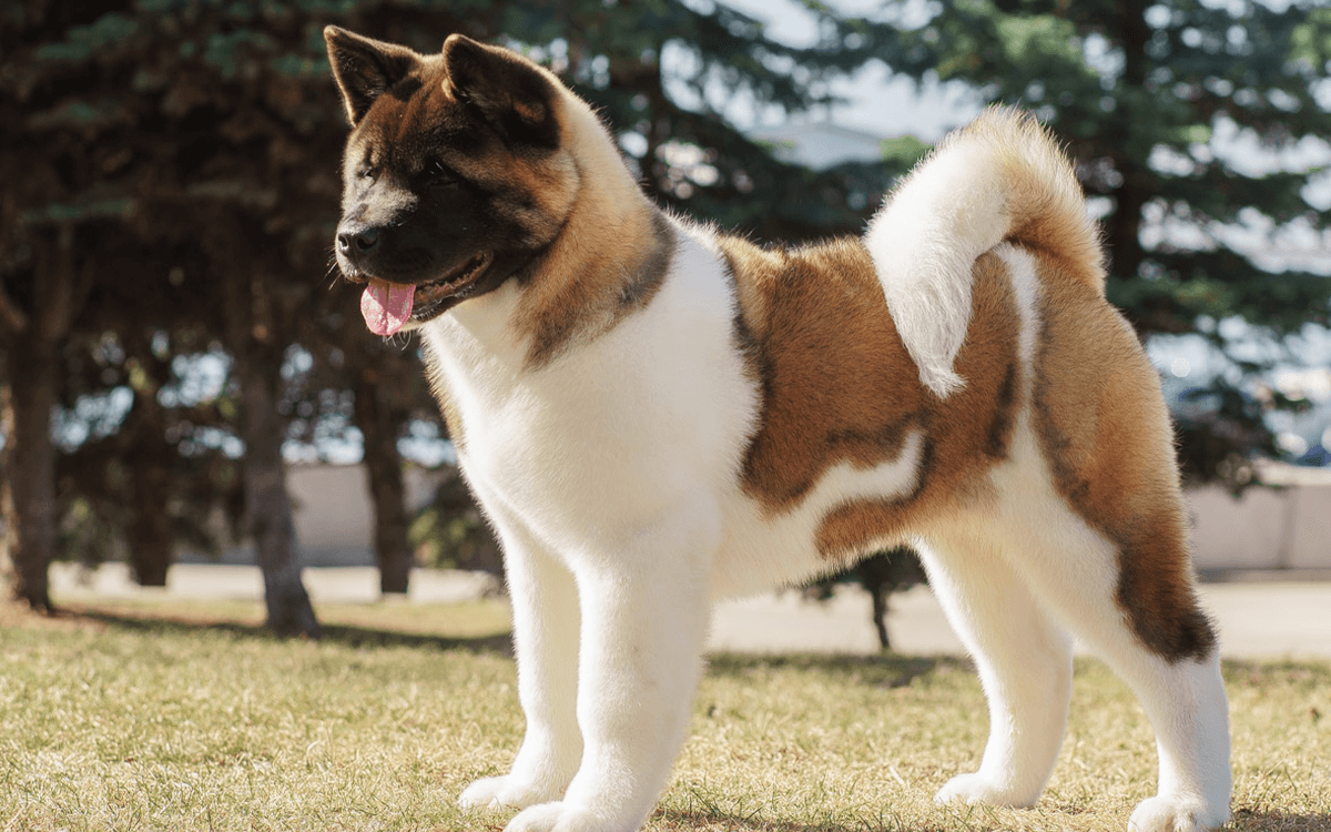 Akita Best Dog Breeds For Cold Weather