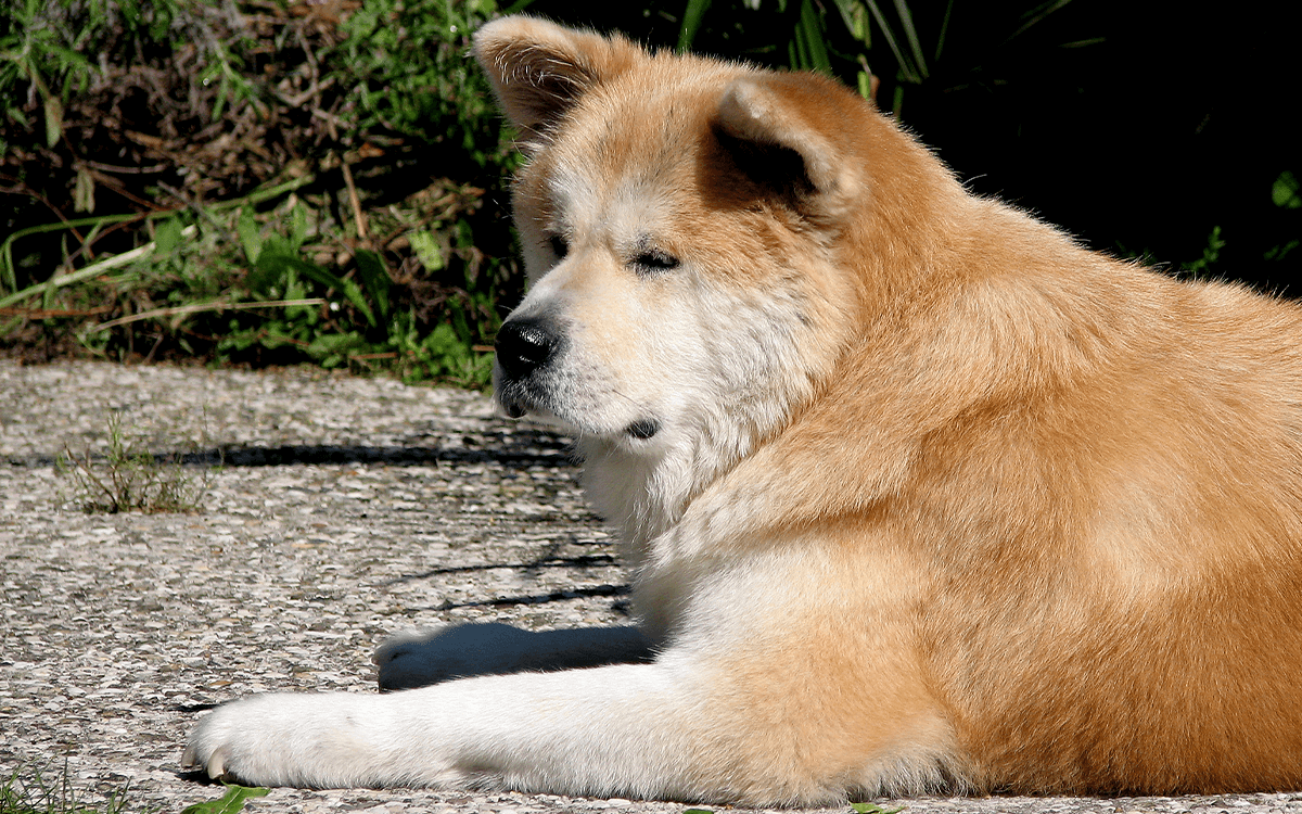 Akita - TOP 10 Dog Breeds That Look Like Bears