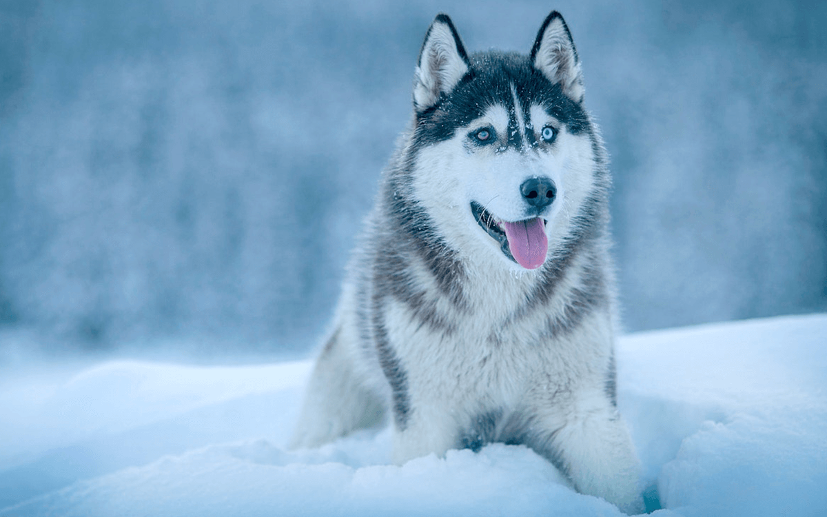 Alaskan Malamute Best Dog Breeds For Cold Weather