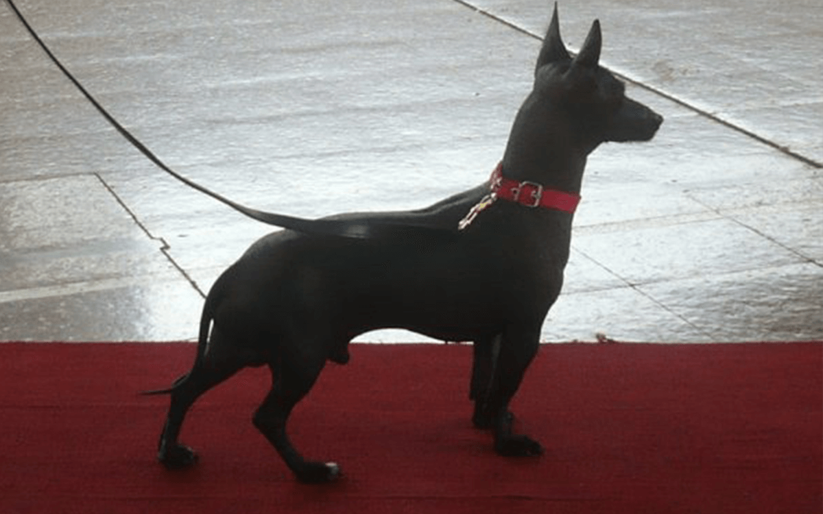Argentine Pila Dog - TOP 10 Best Hairless Dog Breeds