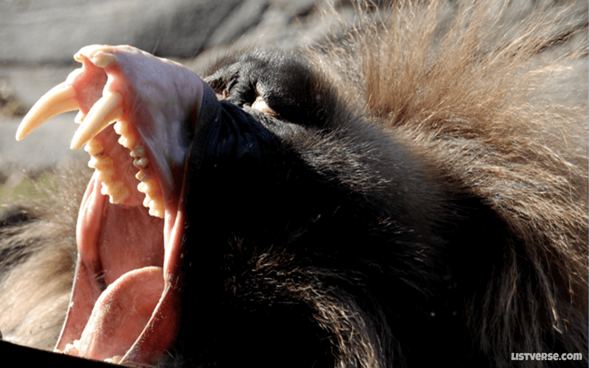 Baboon - TOP 10 Animals With Terrifying Teeth