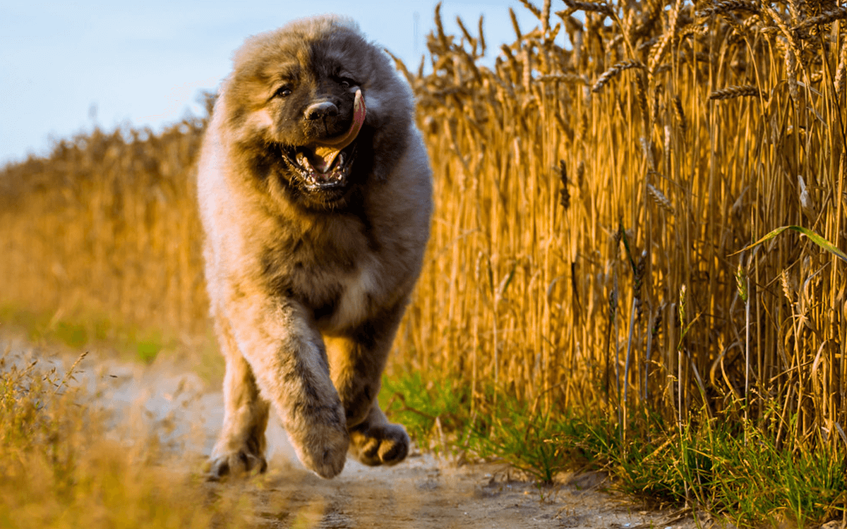 Caucasian Shepherd - TOP 10 Dog Breeds That Look Like Bears