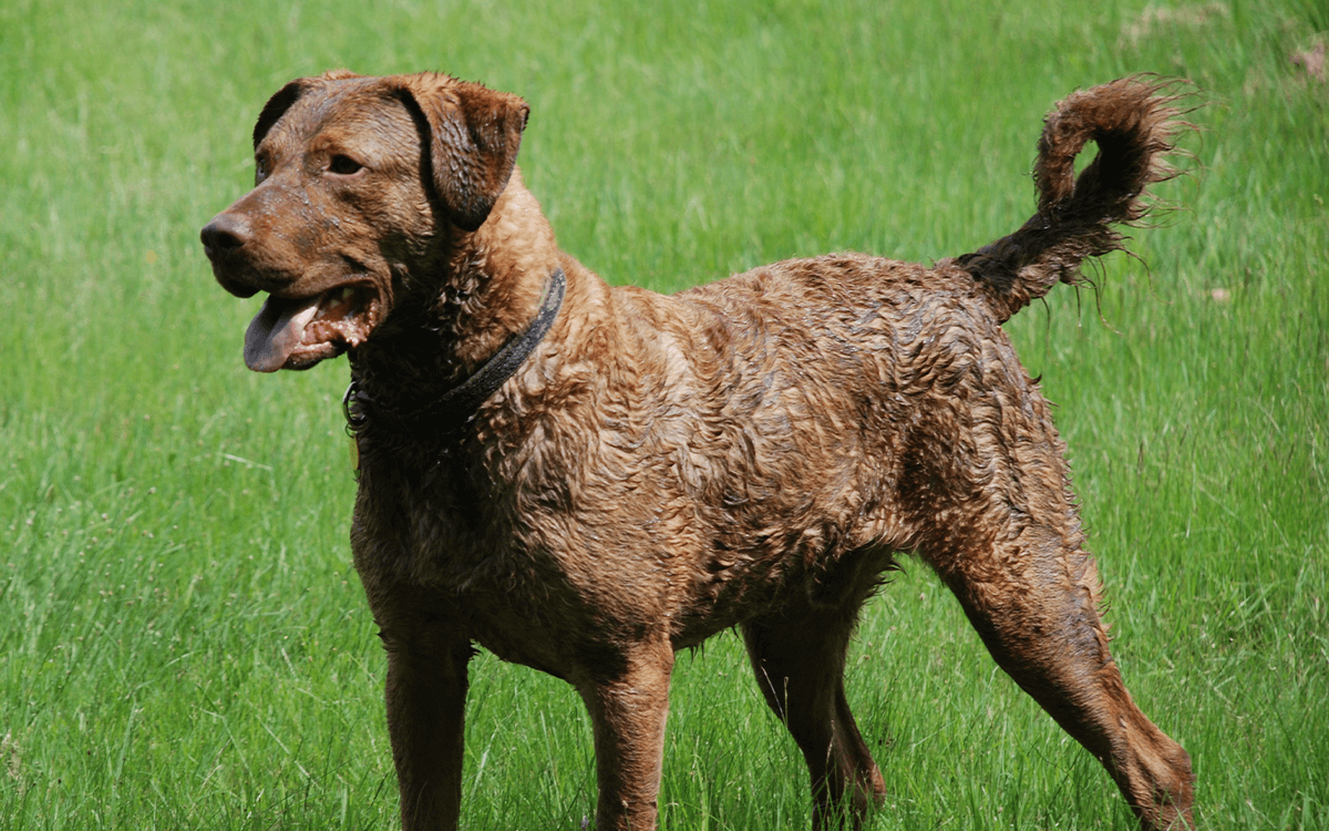 Chesapeake Bay Retriever - TOP 6 Dog Breeds That Are Retrievers