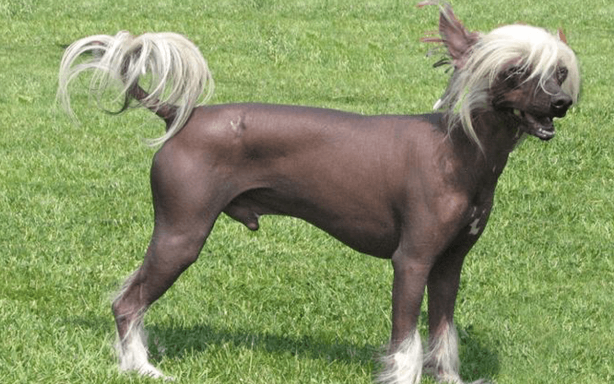 Chinese Crested - TOP 10 Best Hairless Dog Breeds