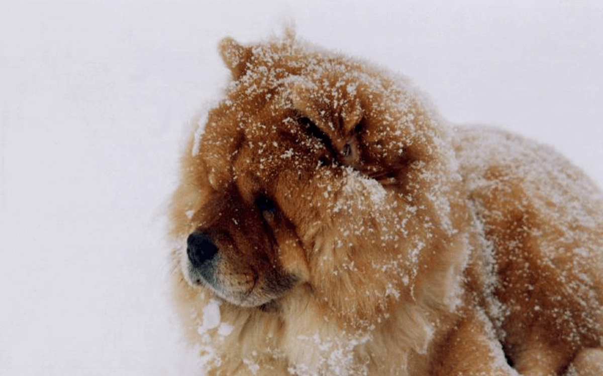 Chow Chow Best Dog Breeds For Cold Weather