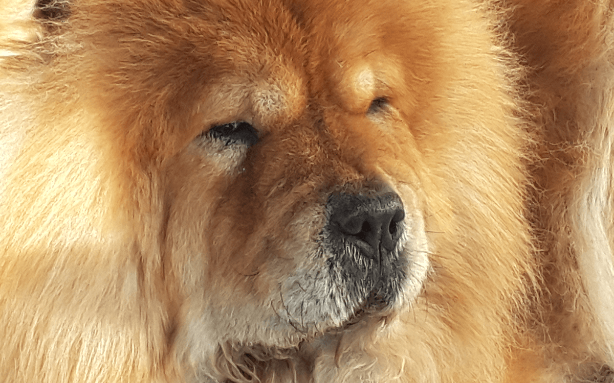 Chow Chow - TOP 10 Dog Breeds That Look Like Bears