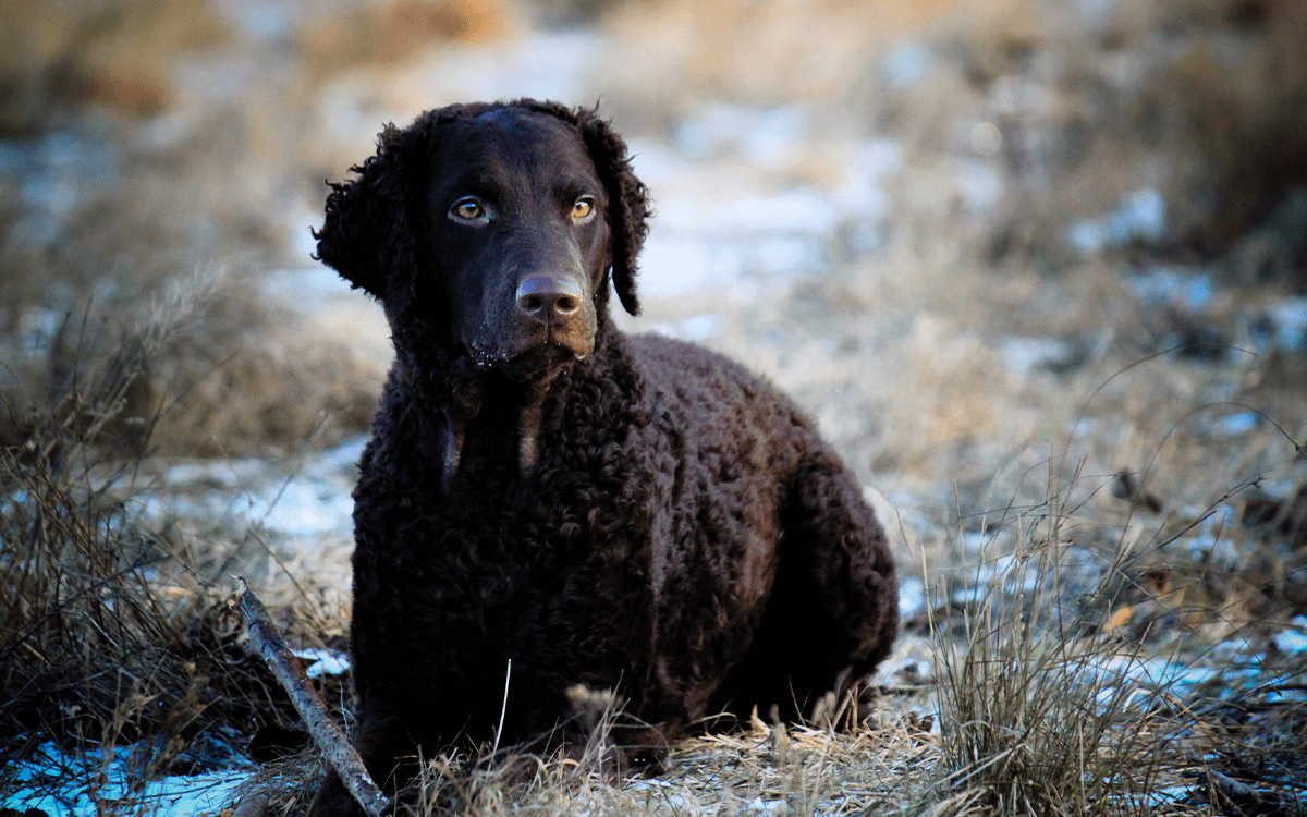 Curly-Coated Retriever - TOP 6 Dog Breeds That Are Retrievers
