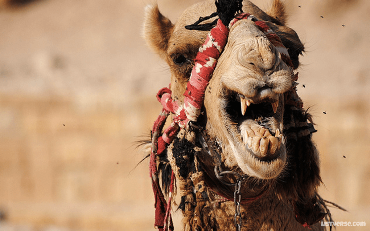 Dromedary Camel - TOP 10 Animals With Terrifying Teeth