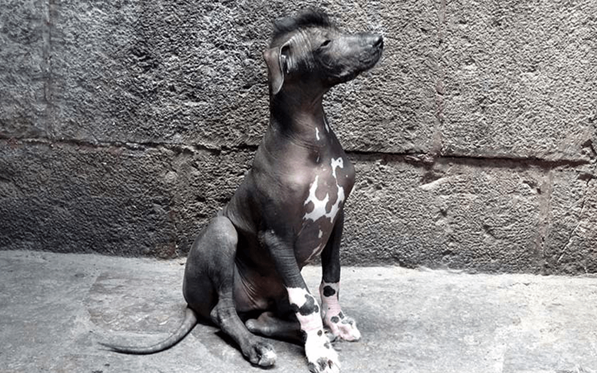 Ecuadorian Hairless Dog - TOP 10 Best Hairless Dog Breeds