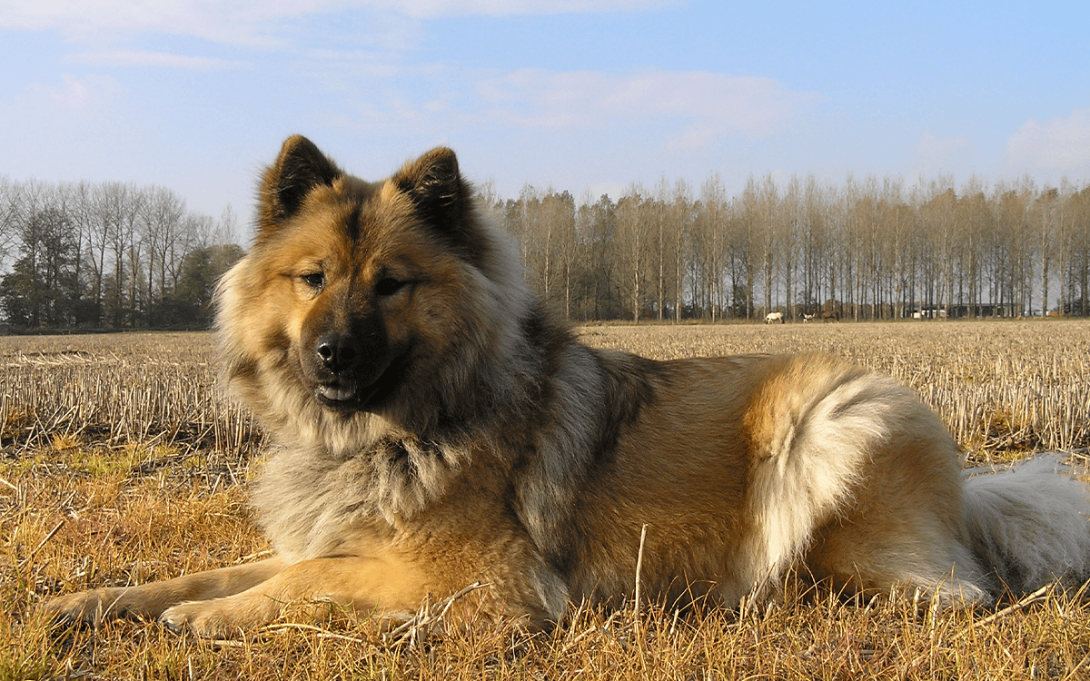 Eurasier - TOP 10 Dog Breeds That Look Like Bears