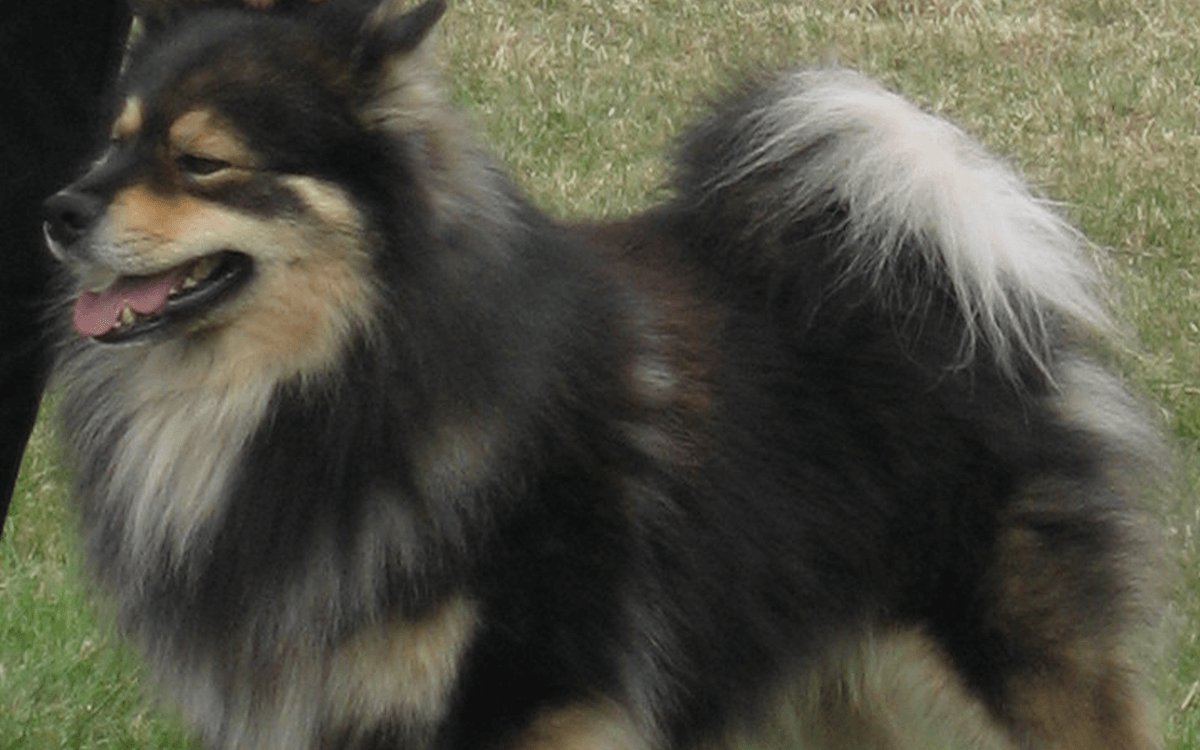 Finnish Lapphund Best Dog Breeds For Cold Weather