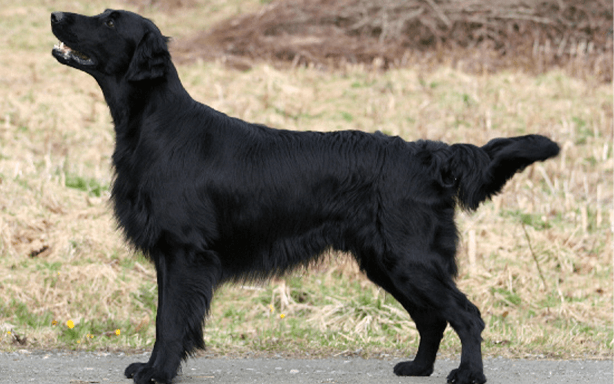 Flat-Coated Retriever - TOP 6 Dog Breeds That Are Retrievers