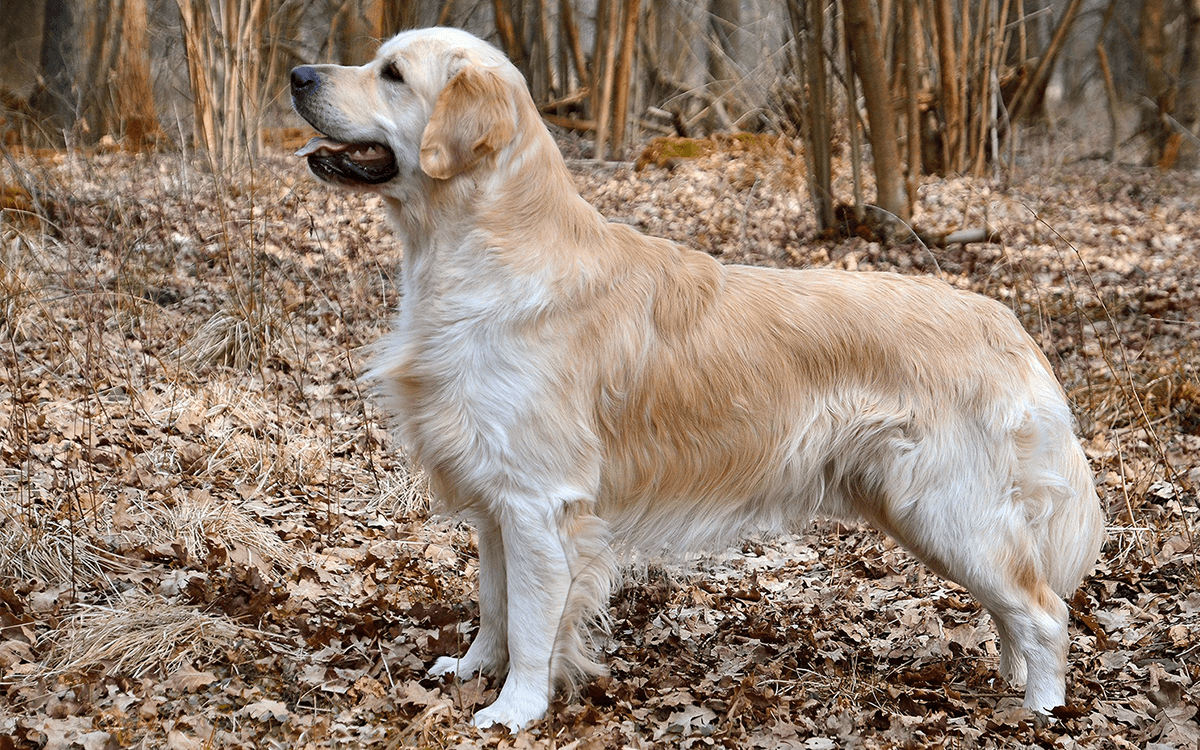 Golden Retriever - TOP 6 Dog Breeds That Are Retrievers