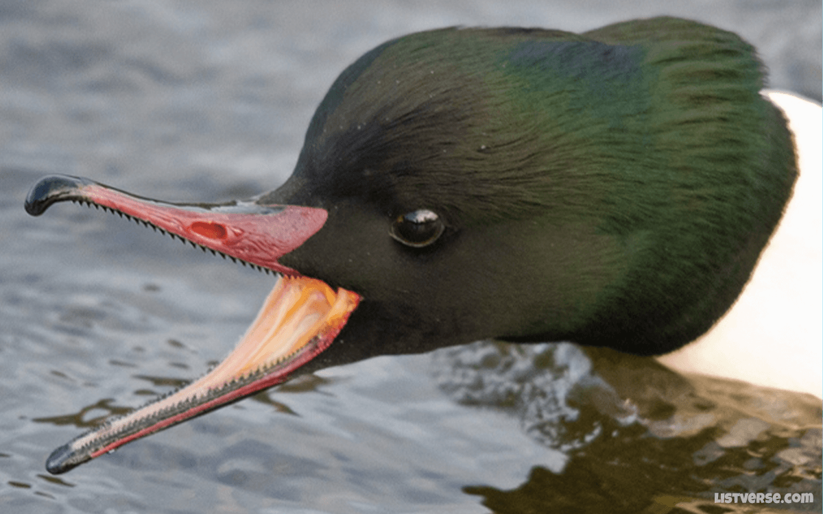 Goosander (Tooth Duck) - TOP 10 Animals With Terrifying Teeth