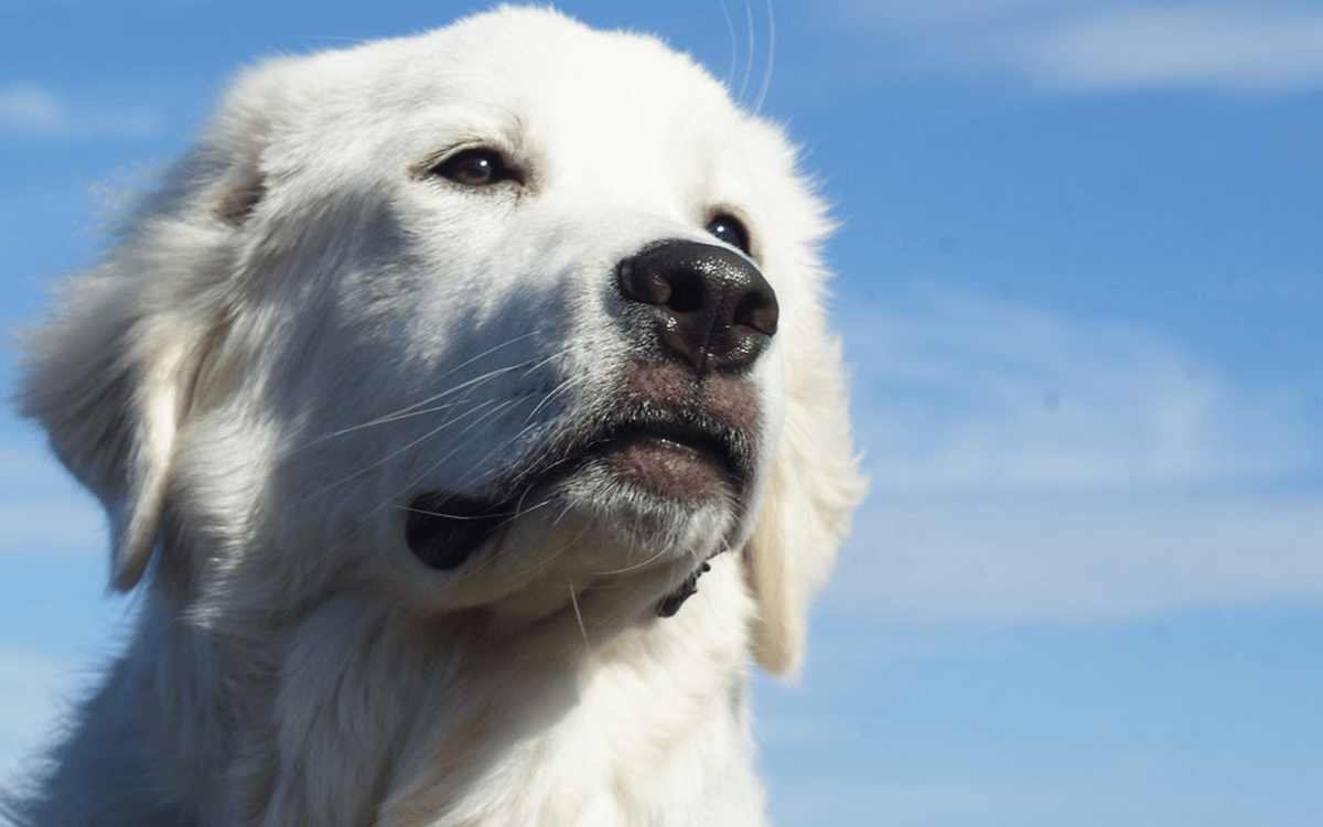 Great Pyrenees Best Dog Breeds For Cold Weather
