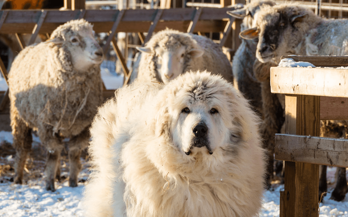 Great Pyrenees - TOP 10 Dog Breeds That Look Like Bears