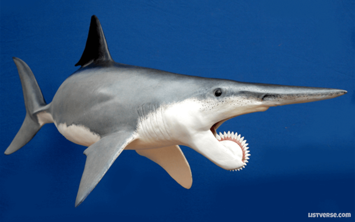 Helicopron (The Chainsaw Shark) - TOP 10 Animals With Terrifying Teeth