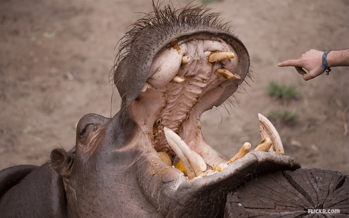 Hippopotamus - TOP 10 Animals With Terrifying Teeth