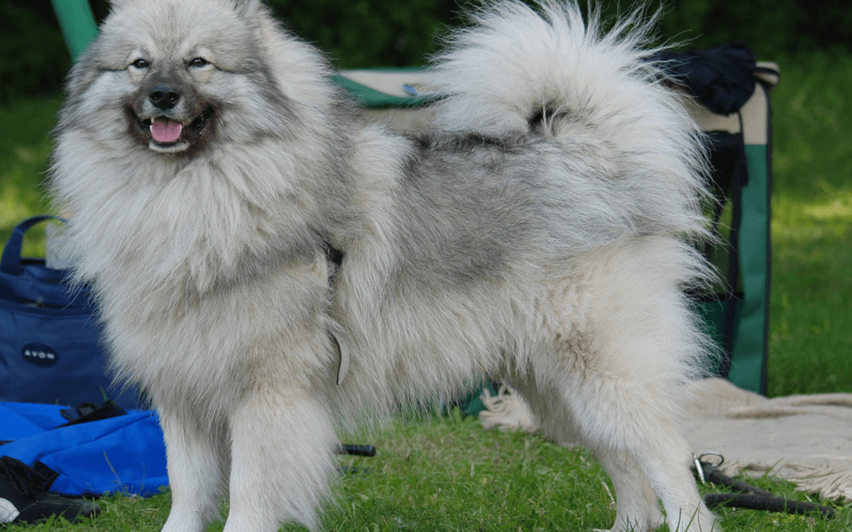 Keeshond Best Dog Breeds For Cold Weather