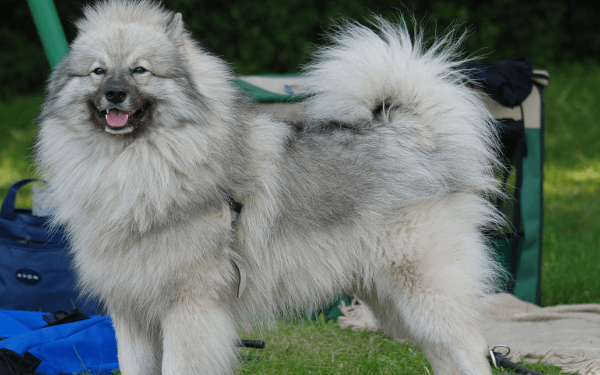 Keeshond - TOP 10 Dog Breeds That Look Like Bears