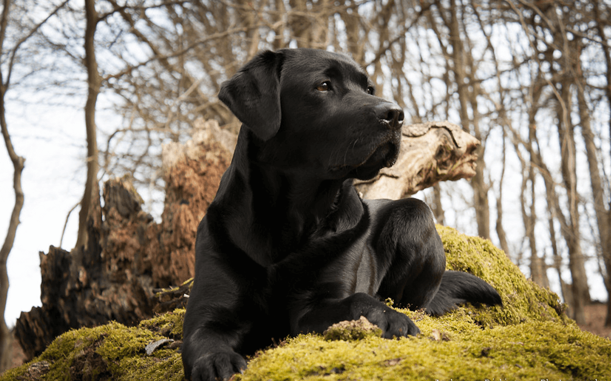 Labrador Retriever - TOP 6 Dog Breeds That Are Retrievers