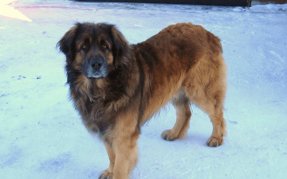 Leonberger - TOP 10 Dog Breeds That Look Like Bears