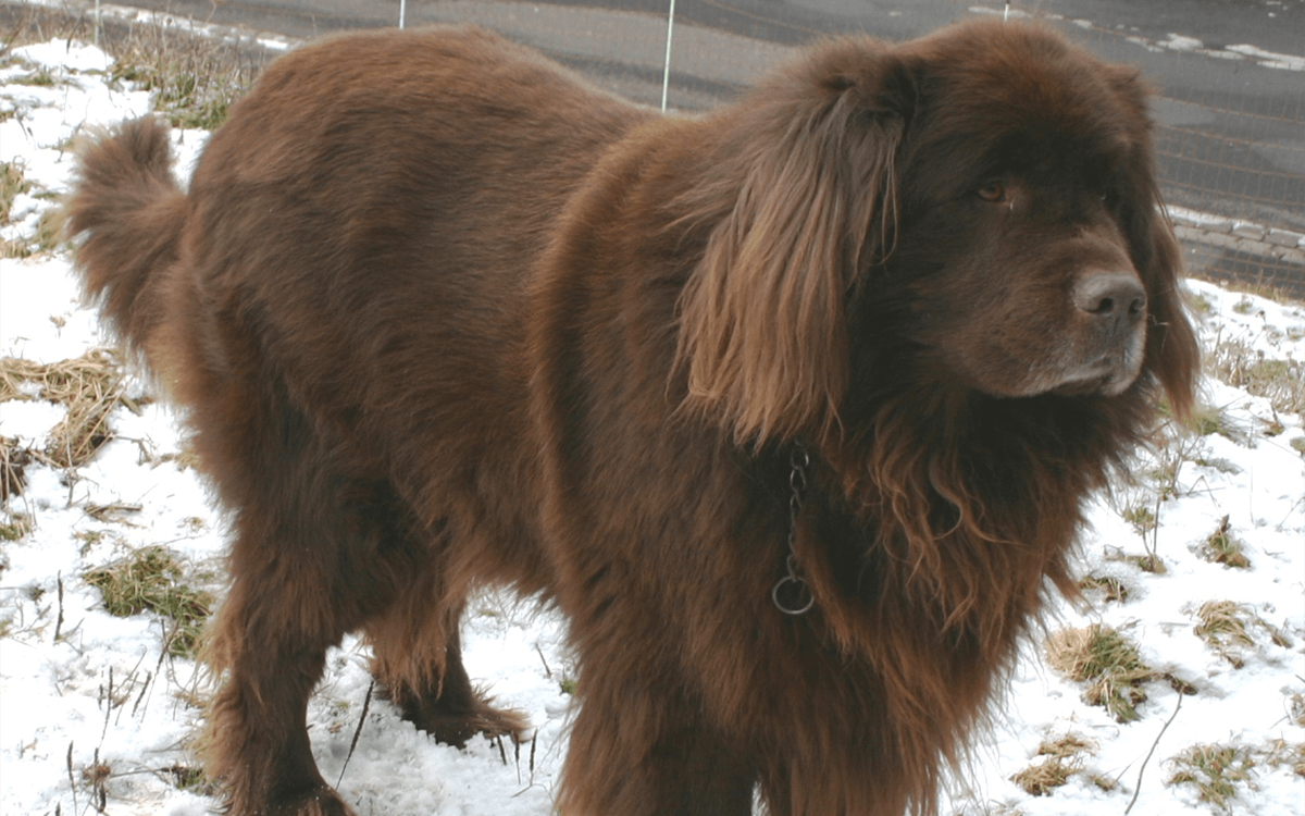 Newfoundland - TOP 10 Best Dog Breeds For Cuddling