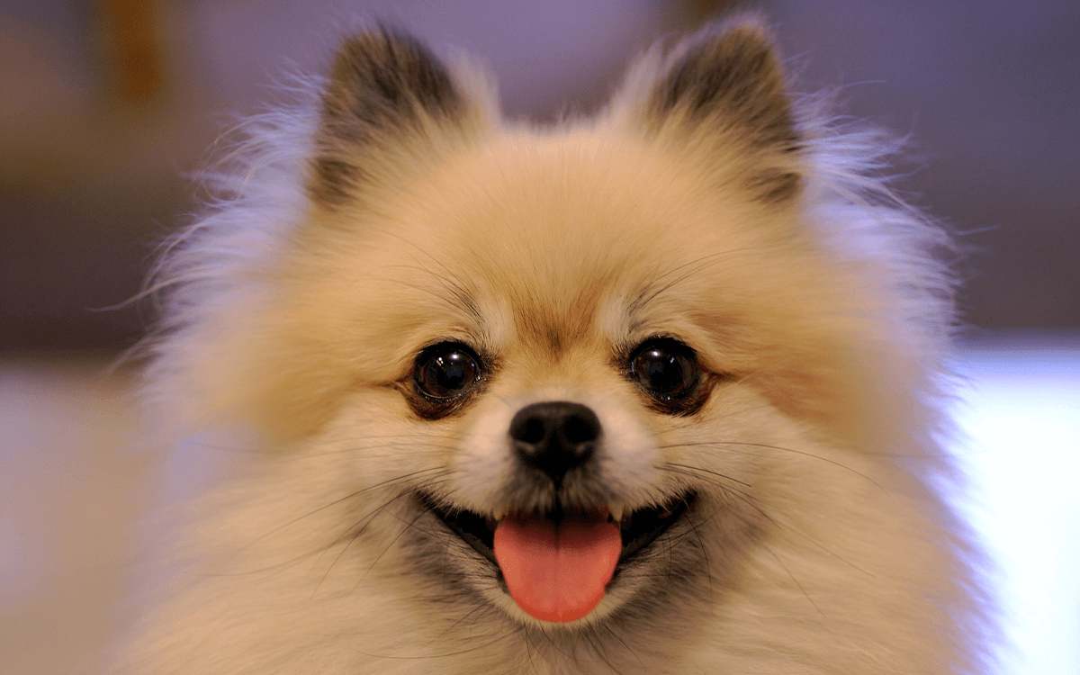 Pomeranian - TOP 10 Best Dog Breeds For Cuddling