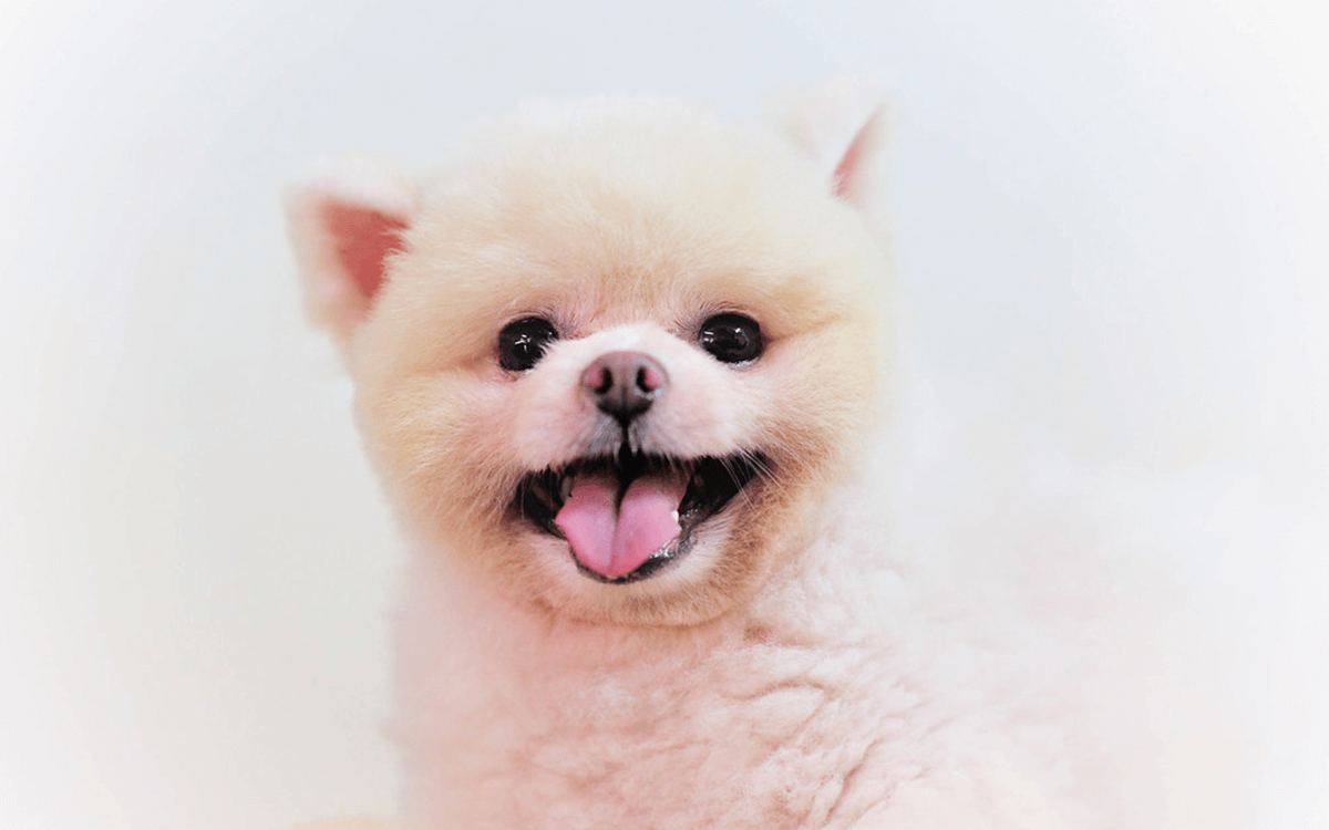 Pomeranian - TOP 10 Dog Breeds That Look Like Bears