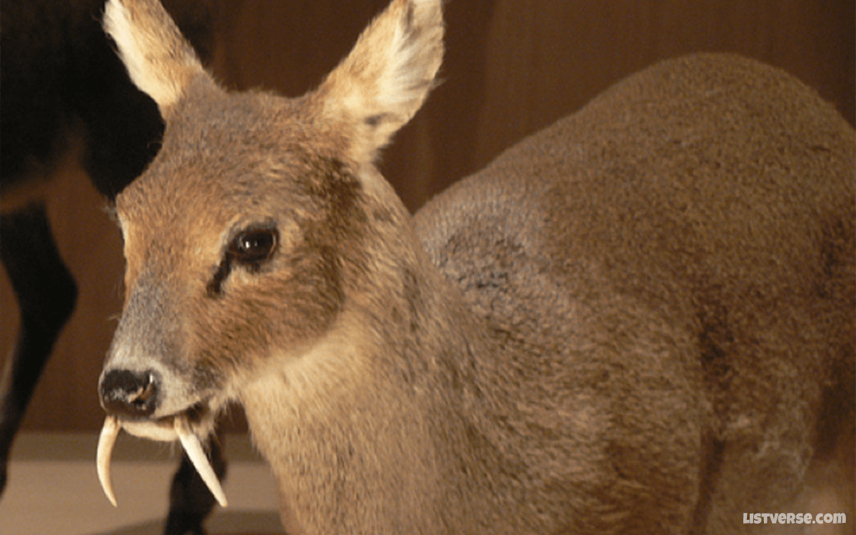 Saber-Toothed Deer - TOP 10 Animals With Terrifying Teeth
