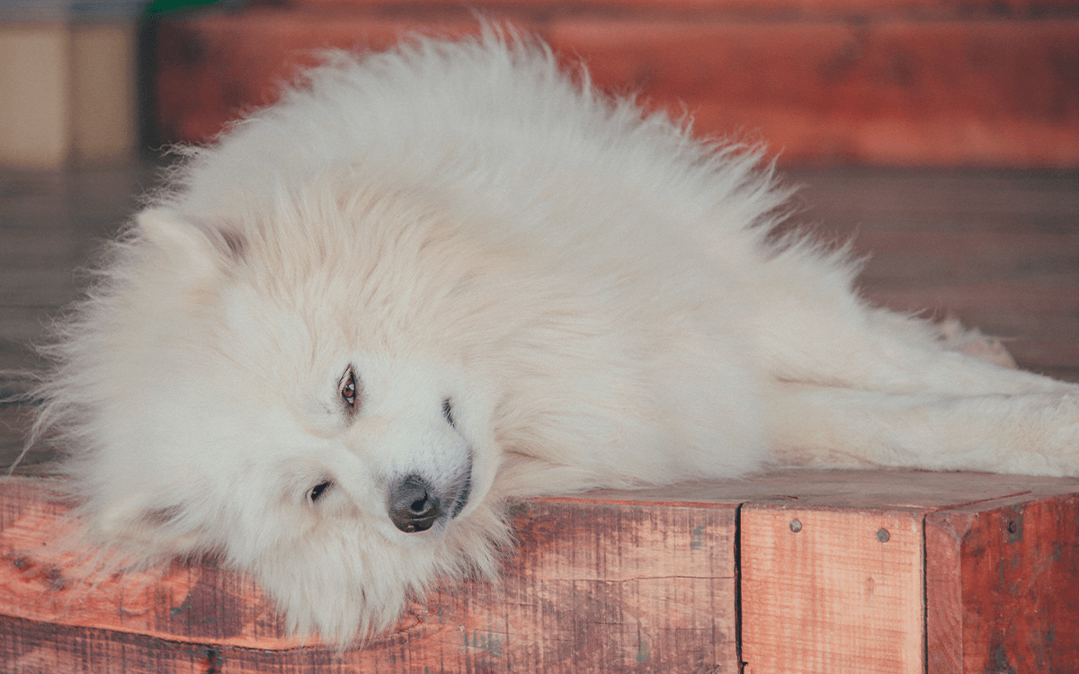 Samoyed - TOP 10 Dog Breeds That Look Like Bears