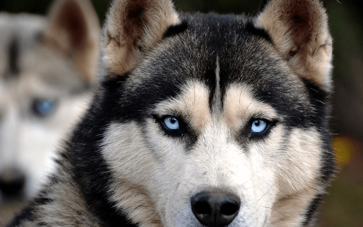 Siberian Husky Best Dog Breeds For Cold Weather