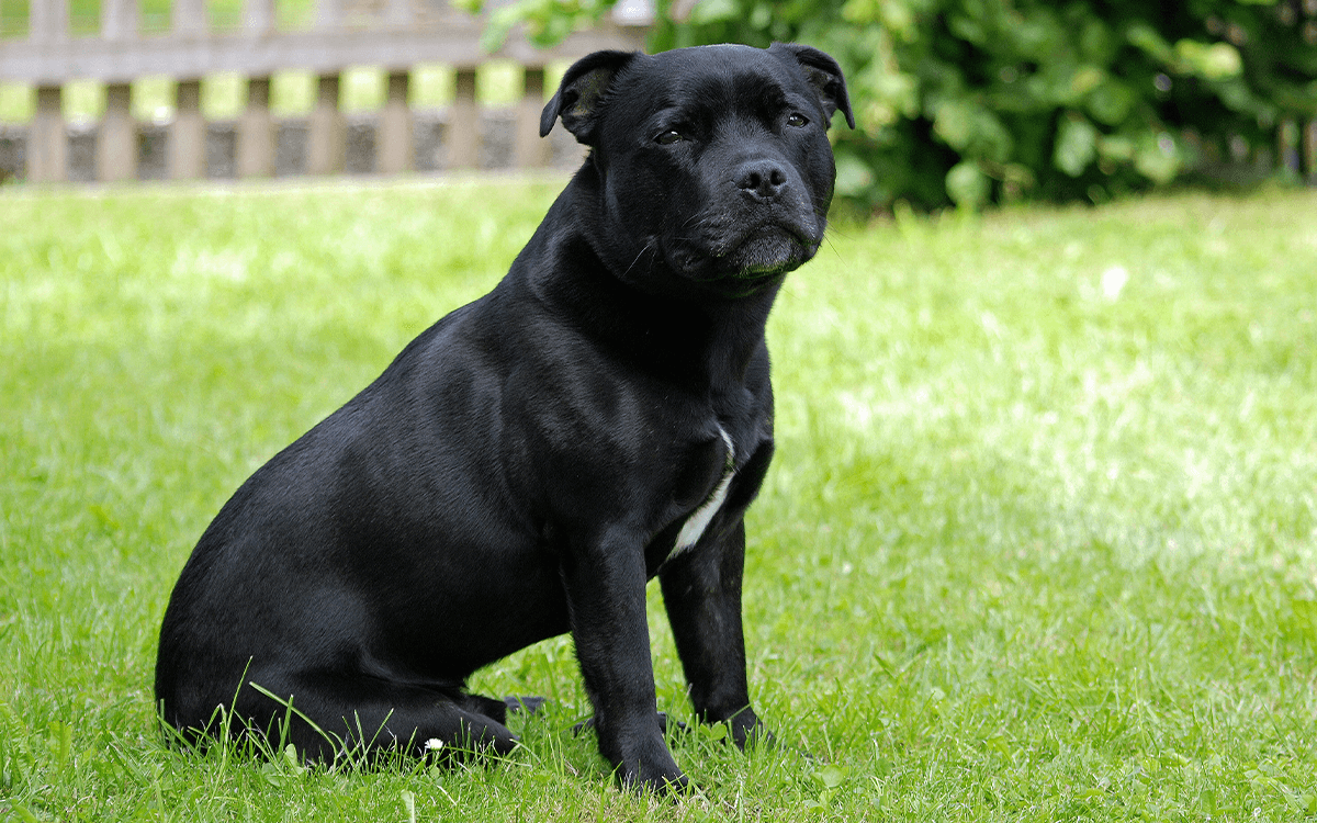 Staffordshire Bull Terrier - TOP 10 Best Dog Breeds For Cuddling