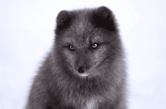 TOP 10 Best Dog Breeds For Cold Weather & Snow - cover