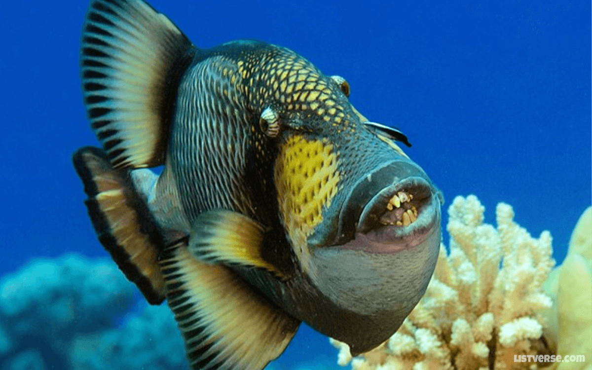 Titan Triggerfish - TOP 10 Animals With Terrifying Teeth