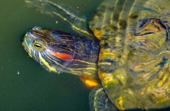 8 Essential Tips for Feeding And Caring For Baby Red Eared Sliders - Thumbnail