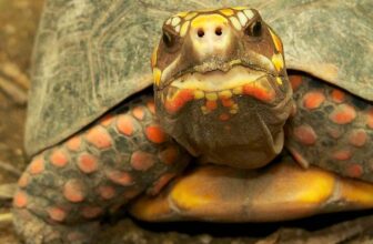 A Beginner's Guide to the Red Footed Tortoise - Thumbnail