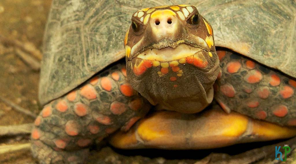 A Beginner's Guide To The Red Footed Tortoise - Known Pets