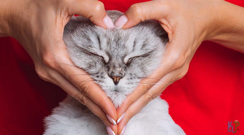 A Good Heart - Cats Who Have Heroically saved the humans they loved
