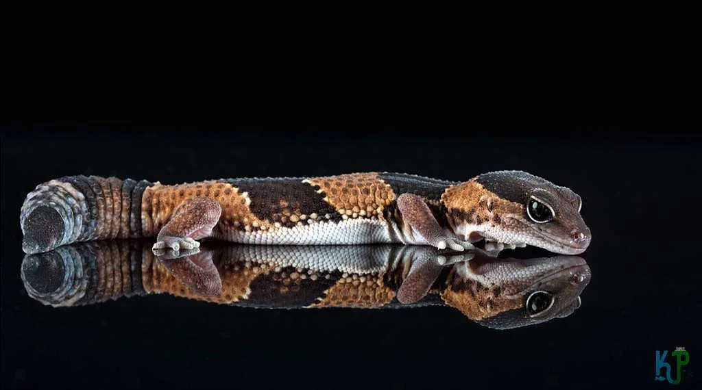 Top 15 Best Pet Gecko Types For Reptile Lovers African Fat-Tailed Gecko - Best Pet Gecko Types for Reptile Lovers