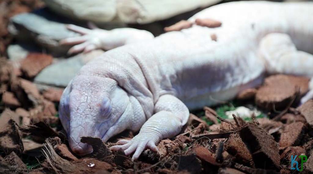 Albino - Types Of Tegu Lizards Species