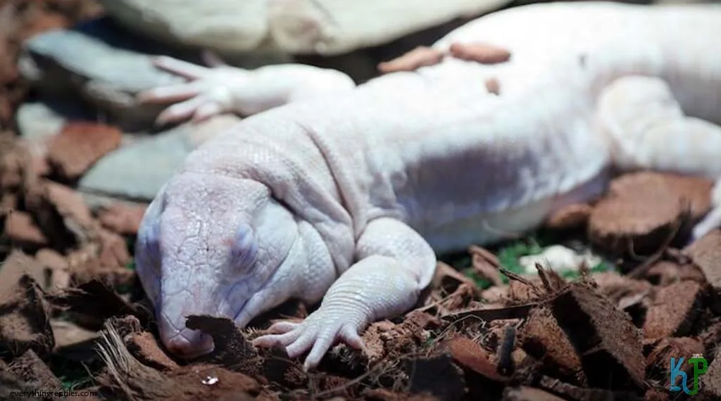 Top 9 Types Of Tegu Lizards Species Albino - Types Of Tegu Lizards Species