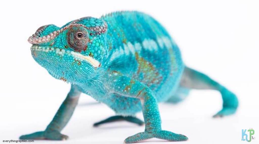 Ambanja Panther - Best Pet Chameleon Types for Reptile Lovers