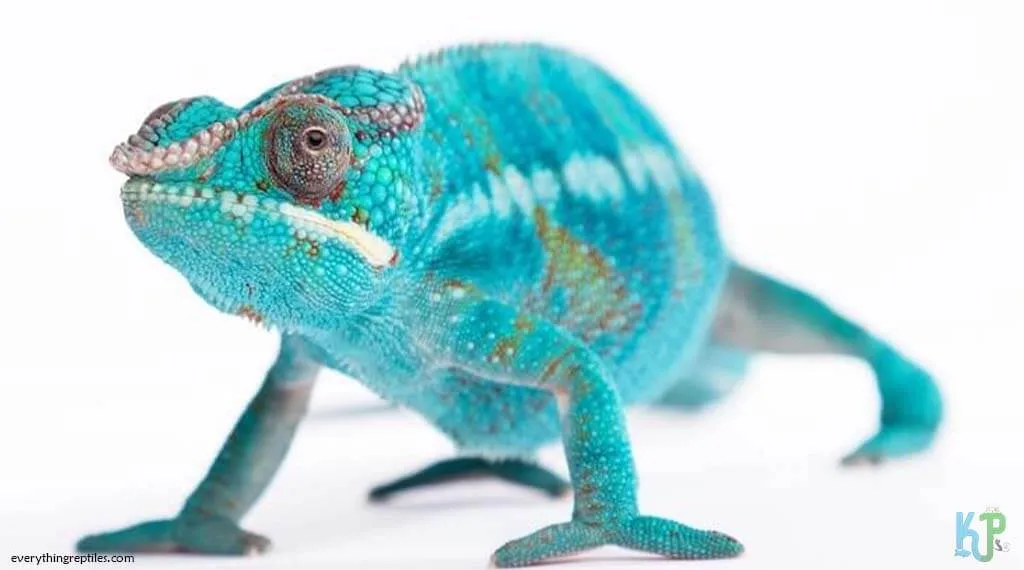 Top 17 Best Pet Chameleon Types For Reptile Lovers Ambanja Panther - Best Pet Chameleon Types for Reptile Lovers