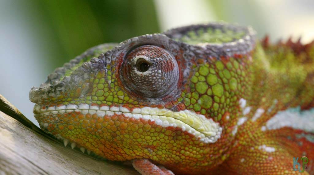 Ambilobe Panther - Best Pet Chameleon Types for Reptile Lovers