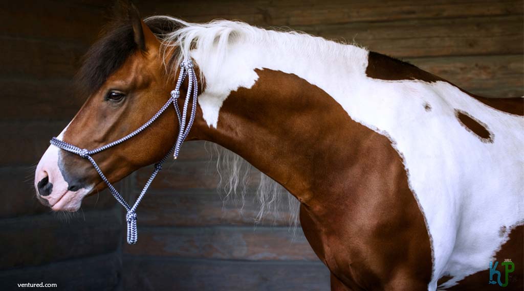 American Paint - Most Expensive Horse Breeds In The World