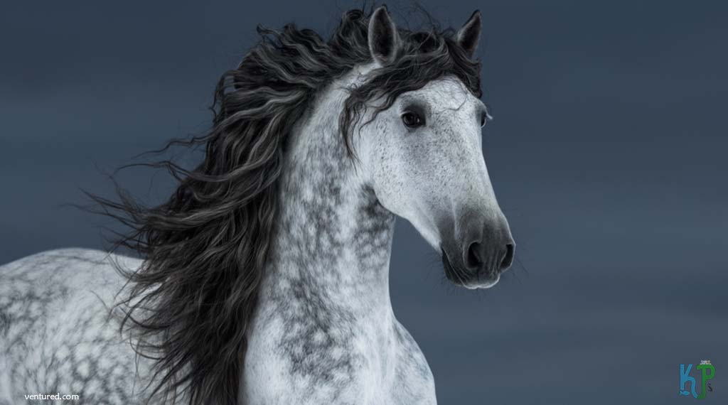 Andalusian - Most Expensive Horse Breeds In The World
